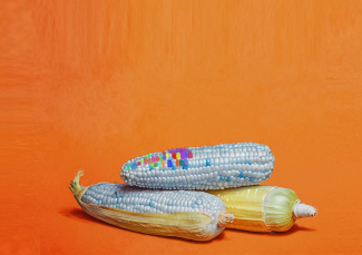 Corn with some dot in color